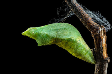 The pupa stage of Lime Butterfly (Papilio demoleus malayanus Wallace, 1865) on brown branch with black background in Thailand. .The Third Stage of Pupa (Chrysalis)stage of a butterfly’s life cycle. - obrazy, fototapety, plakaty