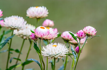 Strawflower or Helichrysum bracteatum, beautiful flowers in full bloom with green background at Doi mae taman,Thailand., Paper Daisy