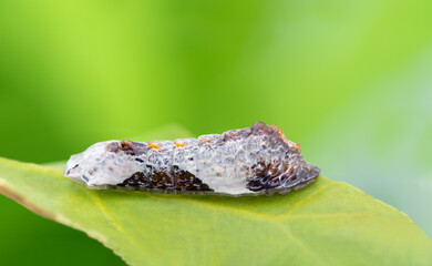 Beautiful caterpillar (Peacock Royal or Tajuria cippus cippus) creeps on a green leaf with green background in nature, Thailand.