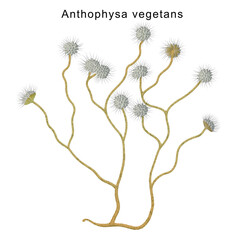 Image of fine structure of the colourless colonial flagellate Anthophysa vegetans