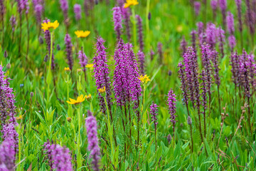 lavender field in region