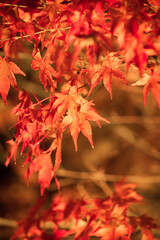 秋めく季節を見つけに