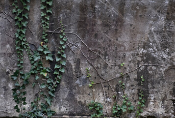 green plant loach on old Gray concrete wall, shabby background.