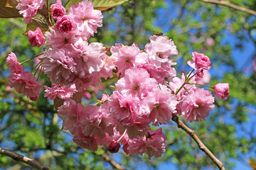 Ornamental cherry tree in Spring