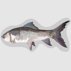 Common Carp fish isolated realistic hand drawn vector and illustrations