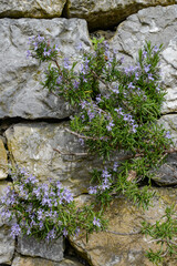 stone wall with rosemary flowers