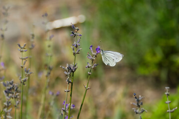 Green-veined white butterfly (pieris napi) perched on lavender in Zurich, Switzerland