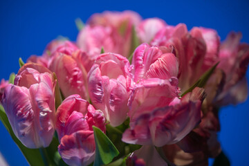 Obraz premium pink tulips against sky