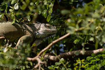 Iguana observando entre los Arboles 