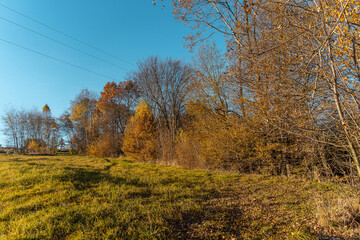 Fototapeta premium Złote kolory w październiku
