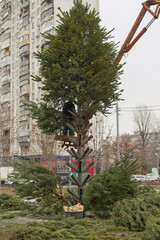 Kyiv, Ukraine -  Installation of a Christmas tree on the square. Preparing for the New Year and Christmas. Winter holiday.