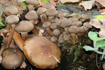 Lycogala epidendrum