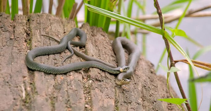 The grass snake or Natrix natrix near river