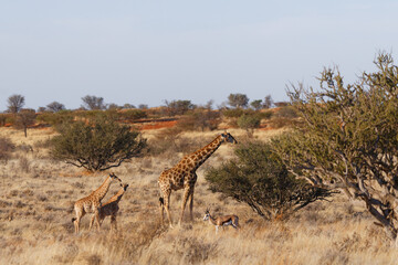 Giraffen in der Kalahari