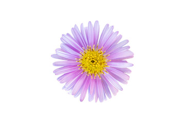 Rice button aster flower head isolated on white