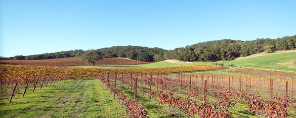 Winery Vineyard in green rolling hills during afternoon sunlight
