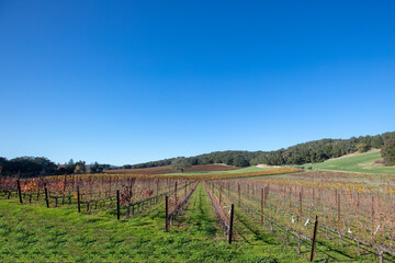 Fototapeta na wymiar Vineyard in rolling hills during afternoon sunlight