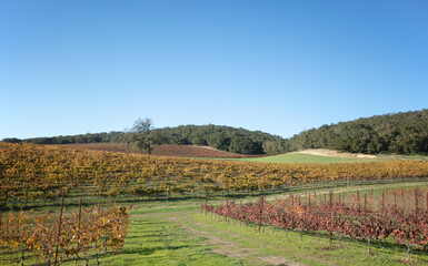 Fototapeta premium Winery Vineyard in rolling hills during afternoon sunlight