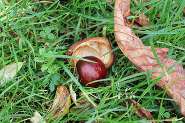 chestnuts in the hand