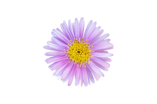 Rice Button Aster Flower Head Isolated On White