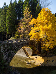 銀杏と橋とハートの影