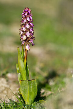 Barlia Robertiana or Himantoglossum robertianum, giant orchid.