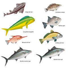 poisson , ange de la mer, coryphène dauphin, bécasse de mer, bonite à ventre rayé, crénilable, baliste cari, corbeau de mer, bonite à dos rayé , isolé, aliment, animal, pêche, blanc, brut, frais, eau 