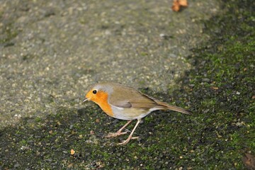 Rouge gorge