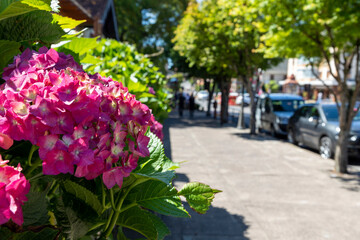 Fototapeta na wymiar hydrangea flowers with blurred background