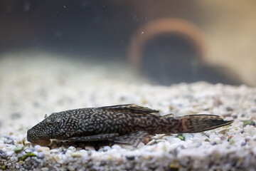Antennenwelse im Aquarium. Weibchen haben keine Antennen, Männchen haben Antennen.