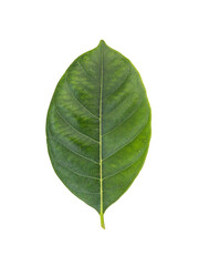 a leaf of jackfruit on a white background with clipping path.