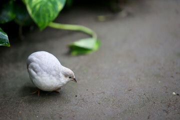 Nahaufnahme, Portrait einer Zwergwachtel, eine Art der Fasanenartigen (Phasianidae)

