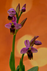 Ophrys tenthredinifera is a monopodial and terrestrial orchid