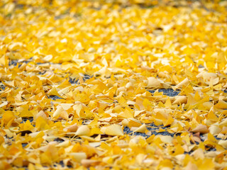 一面に敷き詰められた銀杏の葉