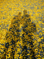 カップルの影と銀杏の葉