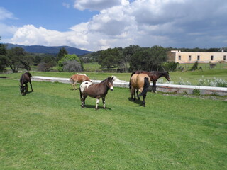 grupo de caballos en campo abierto con hacienda al fondo y cielo nublado