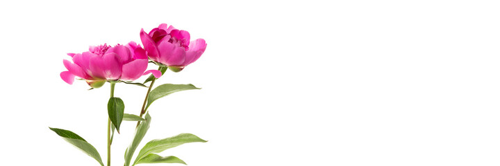 Two pink peonies isolated on white background. Floral wide panoramic banner design