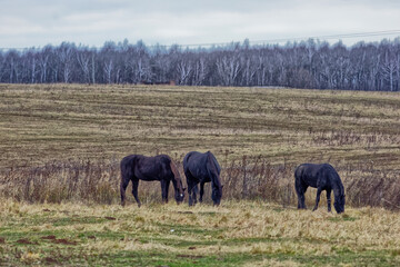 Horses in the field on a cloudy autumn day.
