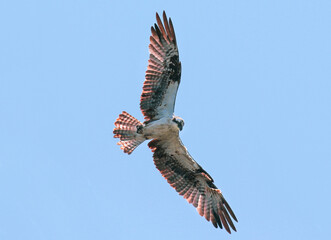 A backlit image of an Osprey hovering in flight, with large open wings and fanned tail feathers illuminated by the sun at its backside.