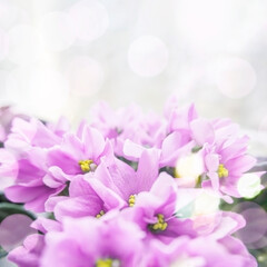 Floral background with purple violet flowers in the foreground. Indoor violet in bloom. Square photo, selective focus, copy space