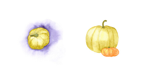 Green squash, pumpkins, autumn watercolor illustration.