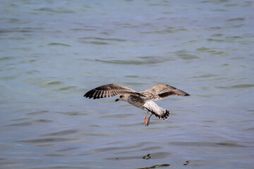 Portrait einer Mantelmöwe, Möwe an der Ostsee.