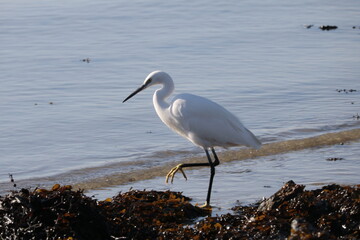 Aigrette