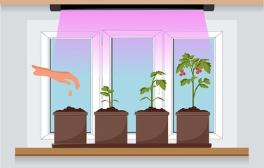 Vegetable garden on the window with seedlings. Growing garden plants with purple light under a phytolamp. Plant care. Vector illustration