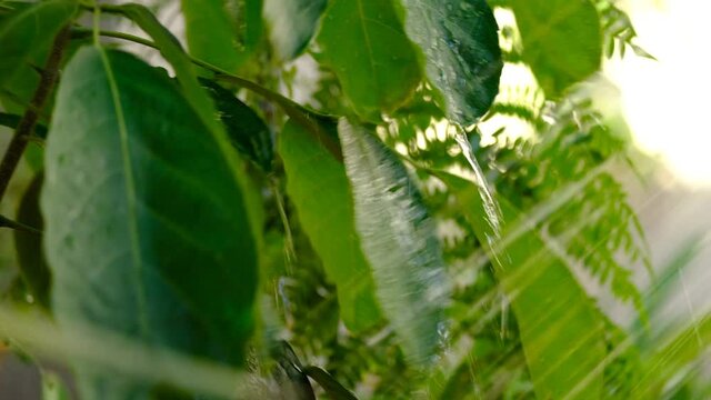 ipe leaves being watered and swaying in the wind