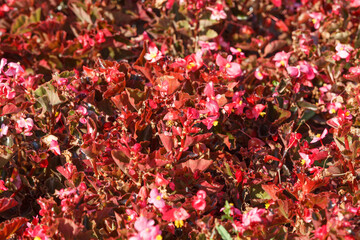 Abstract background of decorative plants of Begonia