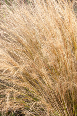 Stipa Tenuissima an evergreen ornamental  grass plant commonly known as Mexican feather grass, stock photo image