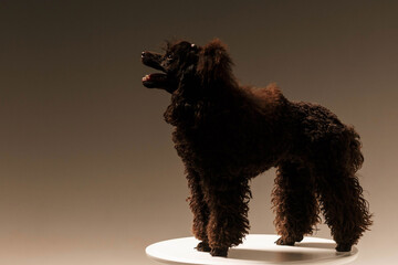 black poodle, filmed in studio light