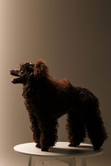 black poodle, filmed in studio light