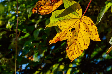 Close-up of a yellow leaf in autumn